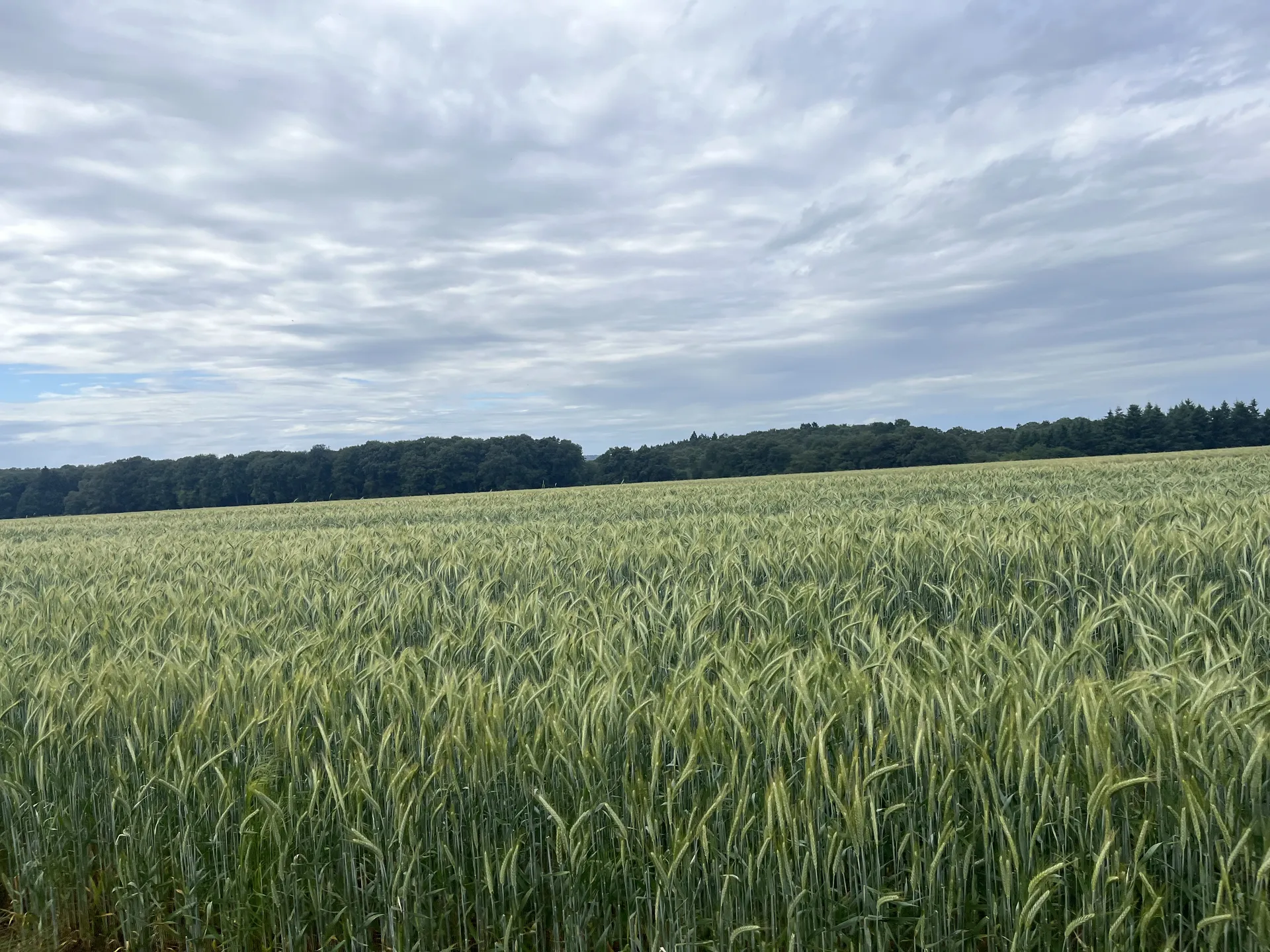 Open Wheat field