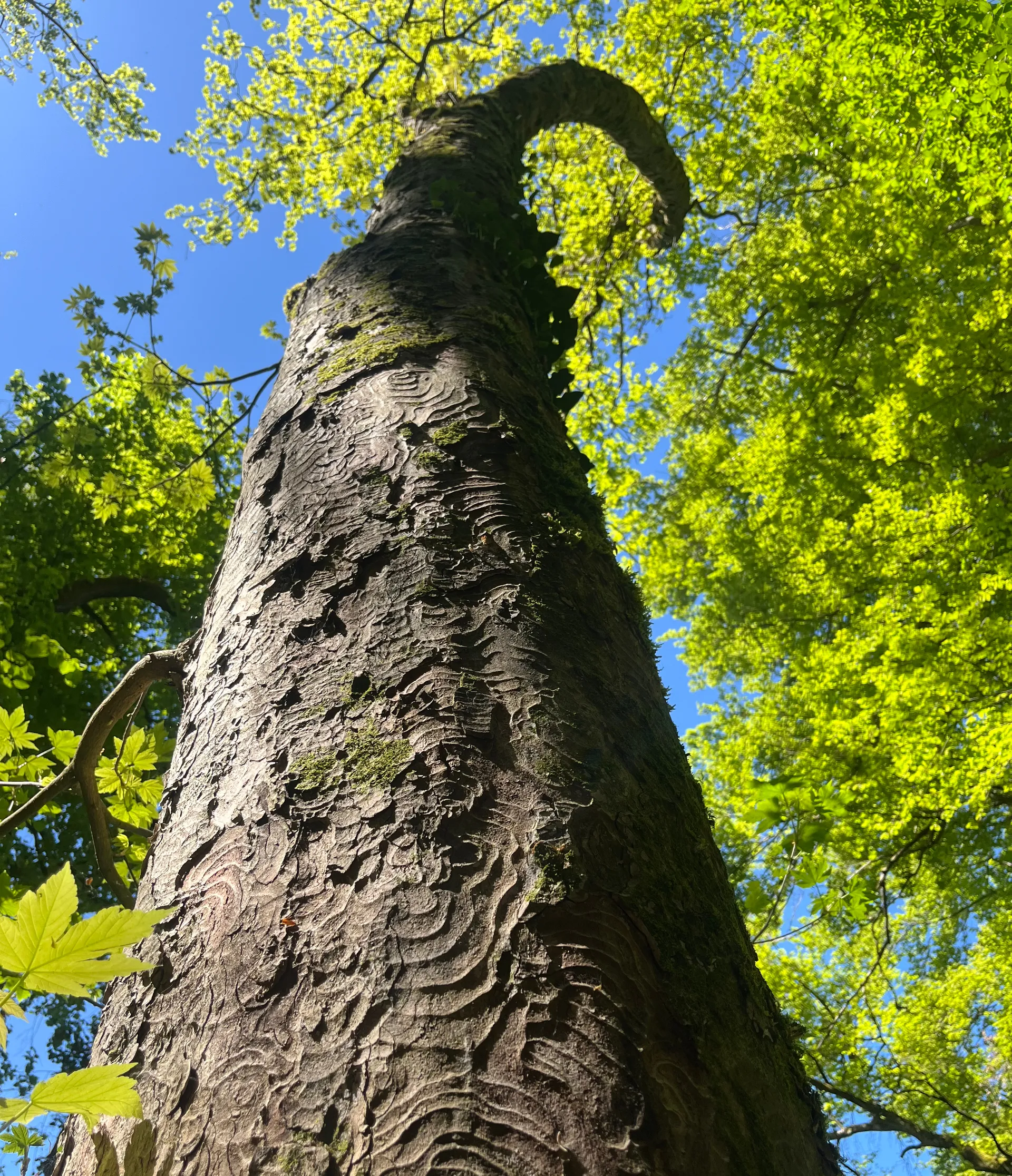 The Trippy Tree