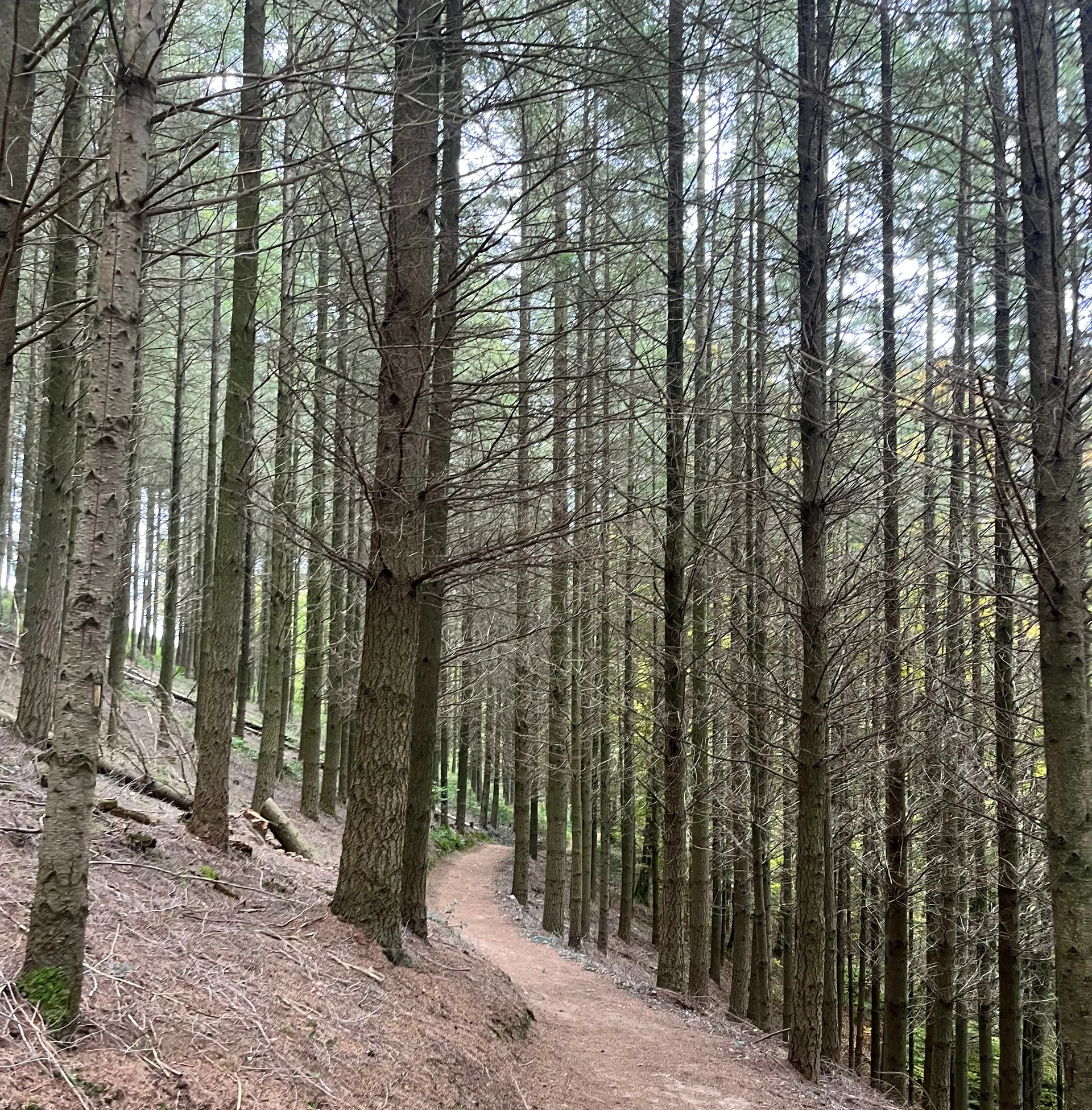 Dead forest