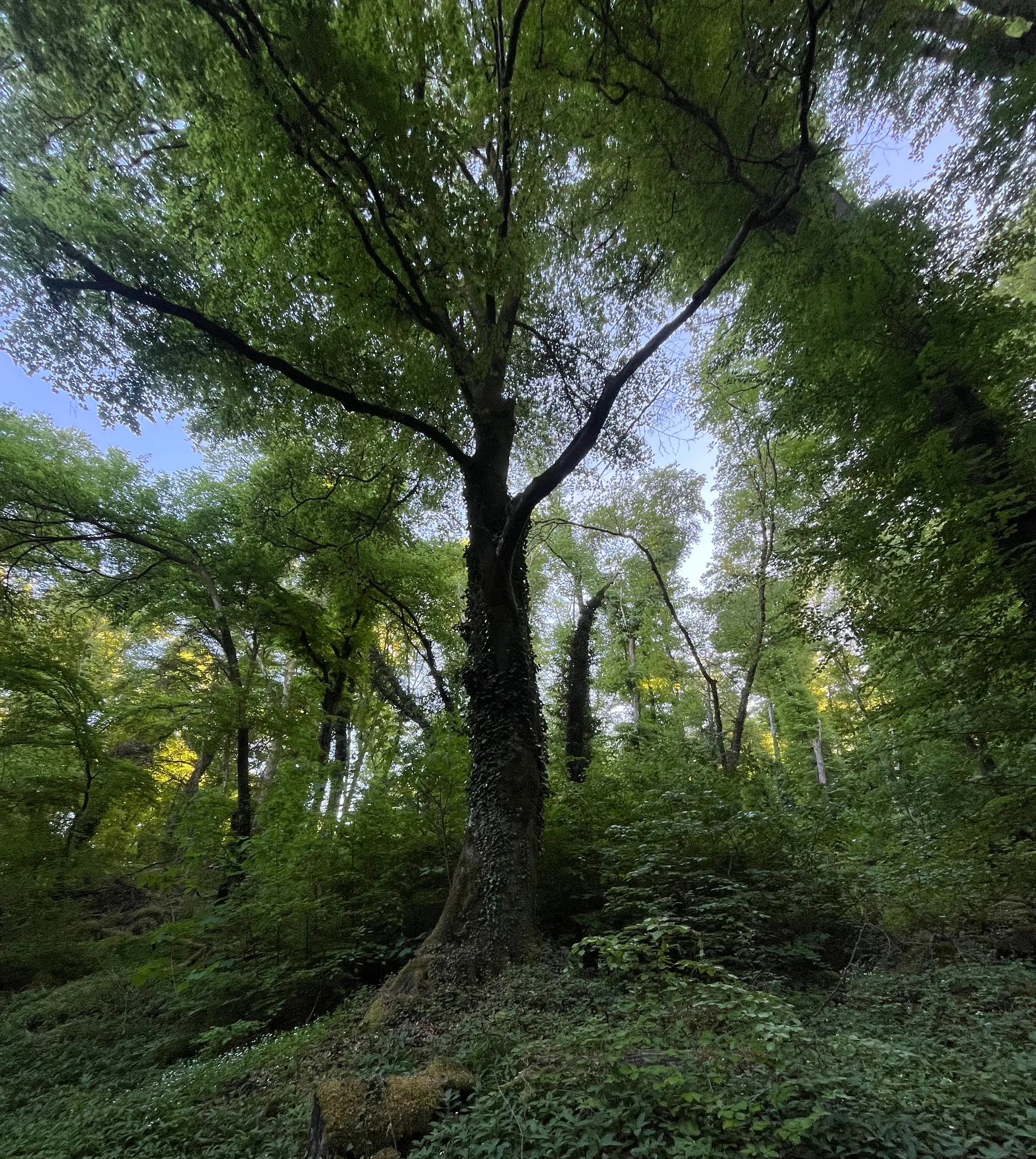 Deep and lush forest